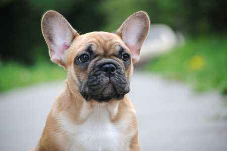 French Bulldog puppy on a walk.の写真素材