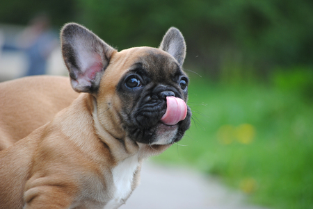 French Bulldog puppy on a walk.の写真素材