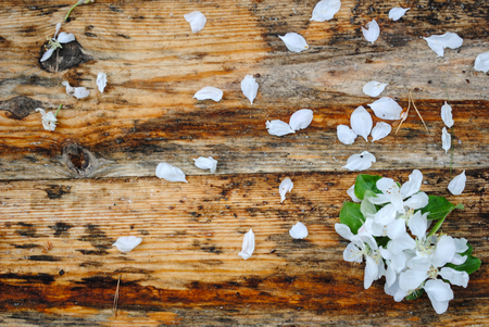 apple flowers on wooden tableの写真素材