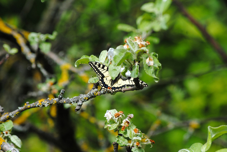 butterfly on a tree branch in springの写真素材