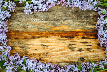 lilac flowers on wooden tableの写真素材