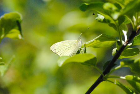 butterfly on a leafの写真素材