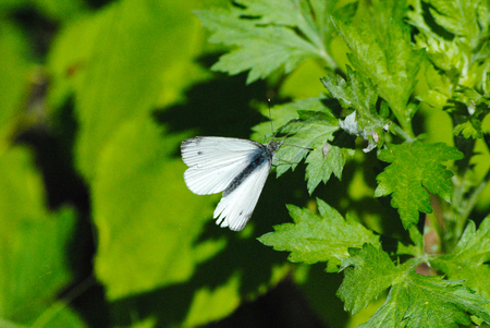 butterfly on a leafの写真素材