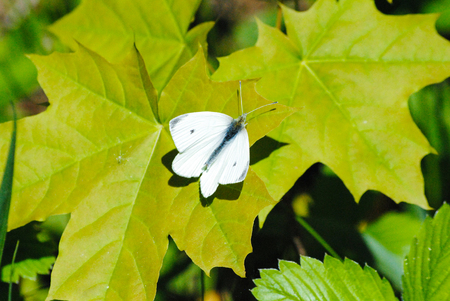 butterfly on a leafの写真素材
