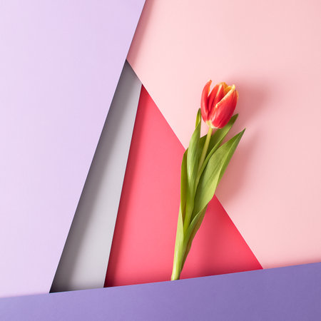 Colorful tulip flower between background papers. Paastel pink, purple and red wallpaper on five levels. Minimal fashion and love concept.の写真素材
