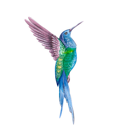 Hummingbird watercolor illustration isolated on white backgroundの写真素材