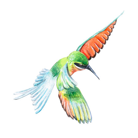 Hummingbird watercolor illustration isolated on white backgroundの写真素材