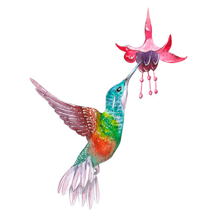 Hummingbird watercolor illustration isolated on white backgroundの写真素材
