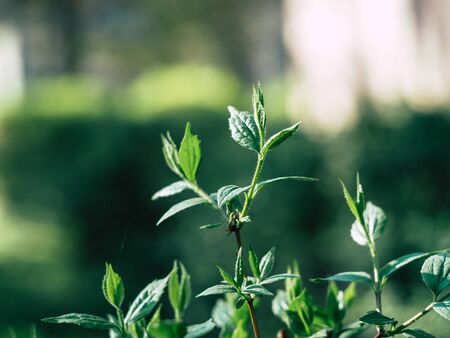 Green plants and grass in spring morningの写真素材