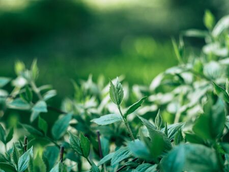 Green plants and grass in spring morningの写真素材