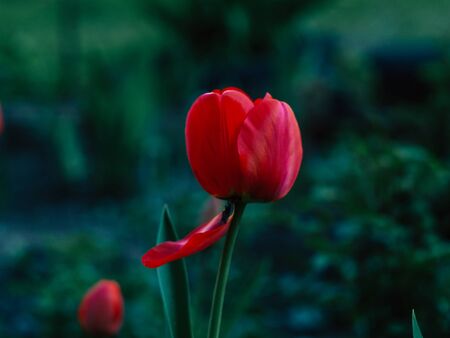 Red tulips and green plants in the morningの写真素材