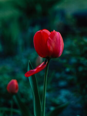 Red tulips and green plants in the morningの写真素材