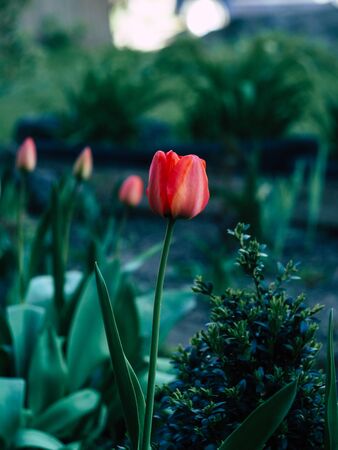 Red tulips and green plants in the morningの写真素材
