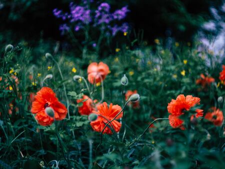beautyfull meadow with wild red poppiesの写真素材