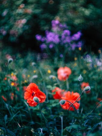 summer meadow with wild beautyfull red poppies