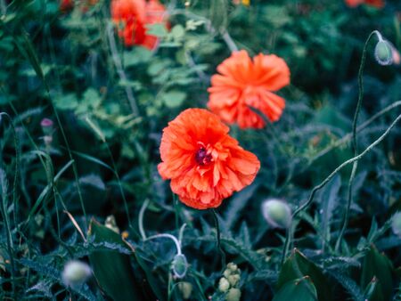 summer meadow with wild beautyfull red poppiesの写真素材