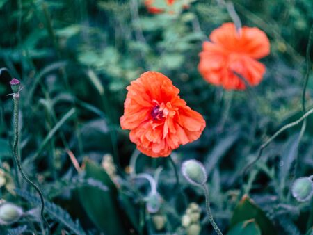 summer meadow with wild beautyfull red poppiesの写真素材