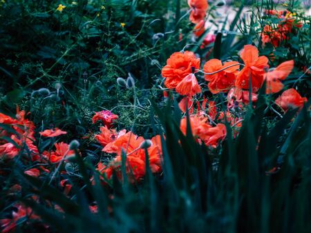 Poppies in the morning light among grasses and meadow flowersの写真素材