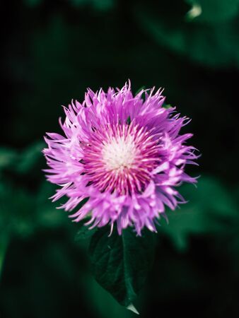 beautyfull bright purple flowers growing in a summer gardenの写真素材