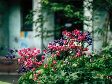 beautyfull bush of pink flowers grows on a flower bed near a country house.の写真素材