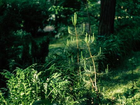 beautyfull green plants in the park on a sunny summer morningの写真素材