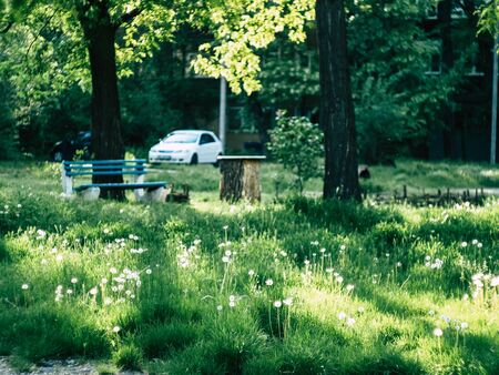 beautyfull green plants in the park on a sunny summer morningの写真素材