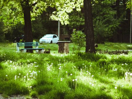 beautyfull green plants in the park on a sunny summer morningの写真素材