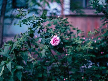 beautyfull pink flowers and green leaves growing in natureの写真素材