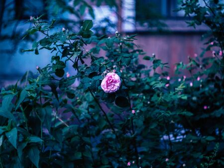 beautyfull pink flowers and green leaves growing in natureの写真素材