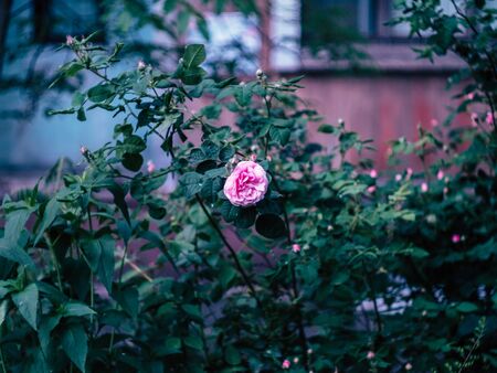 beautyfull pink flowers and green leaves growing in natureの写真素材