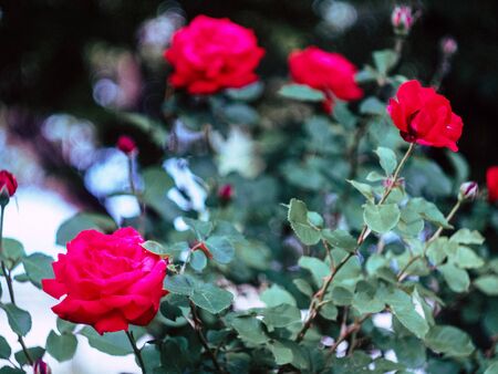 beautyfull red rose background close up in natureの写真素材