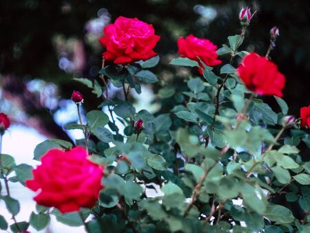 beautyfull red rose background close up in natureの写真素材