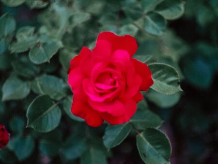 beautyfull red rose background close up in natureの写真素材