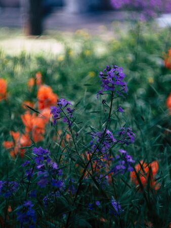 Beautyfull poppies in the morning light among grasses and meadow flowersの写真素材