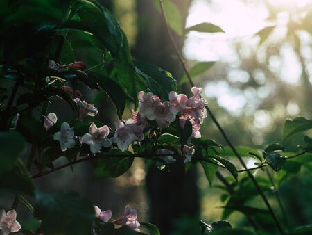 beautyfull delicate blooming flower branch covered with dewの写真素材