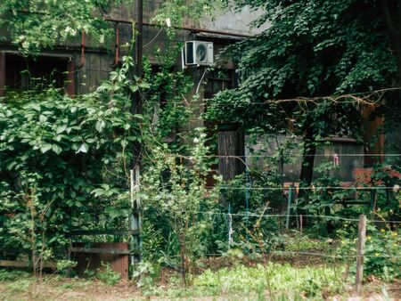 green leaves near of porch of country houseの写真素材