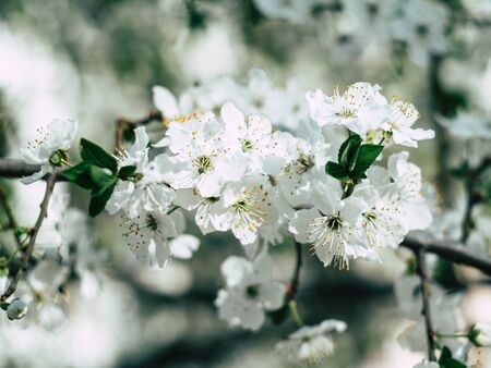 beautyfull flowers of the cherry blossoms on a spring dayの写真素材