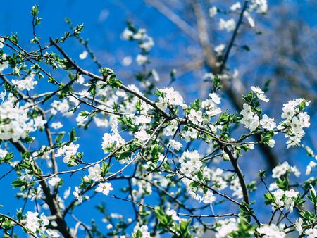 beautyfull flowers of the cherry blossoms on a spring dayの写真素材