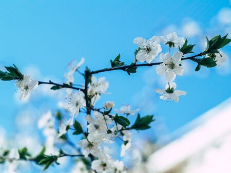 beautyfull flowers of the cherry blossoms on a spring dayの写真素材
