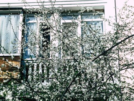 beautyfull flowers of the cherry blossoms on a spring dayの写真素材