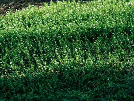 Green grass background texture. Element of design.の写真素材