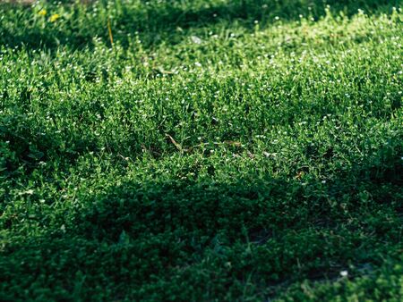 Green grass background texture. Element of design.の写真素材