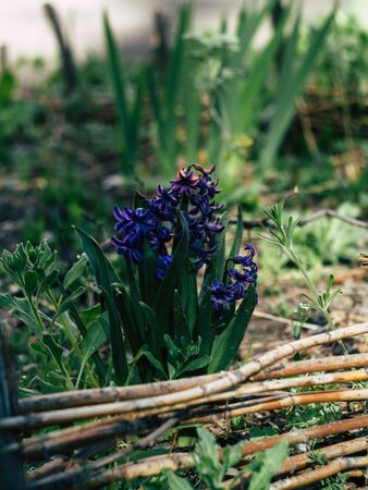 In the beautyfull garden, grow beautiful pictures of blooming lavender fields in rows.の写真素材