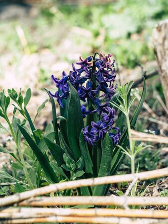 In the beautyfull garden, grow beautiful pictures of blooming lavender fields in rows.の写真素材