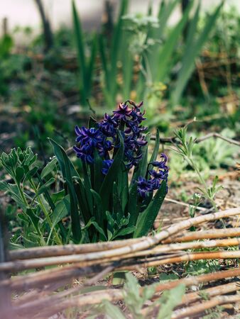 In the beautyfull garden, grow beautiful pictures of blooming lavender fields in rows.の写真素材