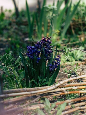 In the beautyfull garden, grow beautiful pictures of blooming lavender fields in rows.の写真素材