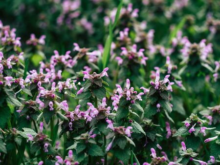 Background from tender pink beautiful flowers in green grass, floral natural vintage hipster imageの写真素材
