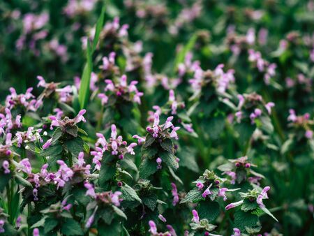 Background from tender pink beautiful flowers in green grass, floral natural vintage hipster imageの写真素材