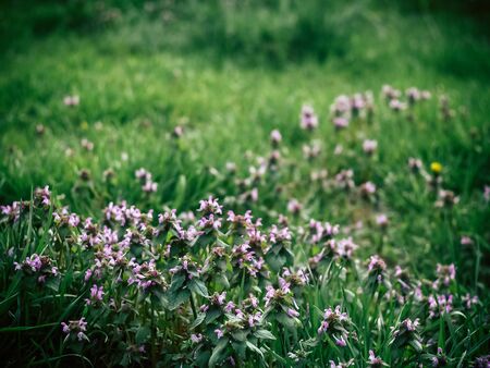 Background from tender pink beautiful flowers in green grass, floral natural vintage hipster imageの写真素材