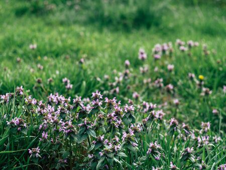 Background from tender pink beautiful flowers in green grass, floral natural vintage hipster imageの写真素材